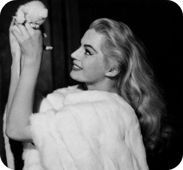 Top 10 des chats les plus célèbres du cinéma chat 4 Top 10 des chats les plus célèbres du cinéma