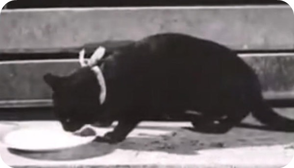 Top 10 des chats les plus célèbres du cinéma chat 7 Top 10 des chats les plus célèbres du cinéma