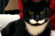 chat_moustache_031