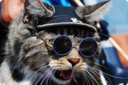 chats_lunettes_020