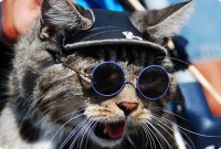 chats_lunettes_020