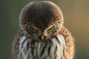 hibou