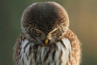 hibou