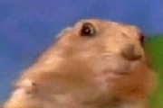 dramatic chipmunk