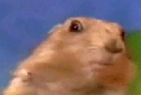dramatic chipmunk