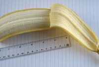 penis