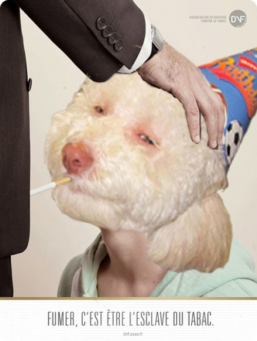 stoned dog 000 Top 10 des parodies du Stoned Birthday Dog