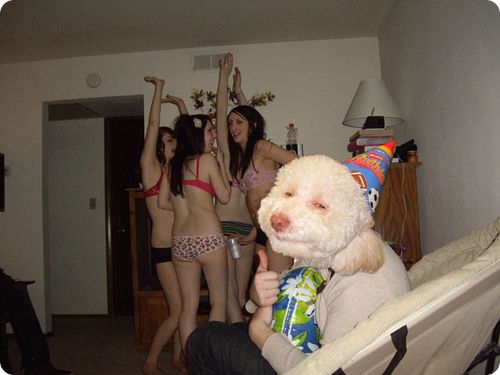stoned dog 002 Top 10 des parodies du Stoned Birthday Dog