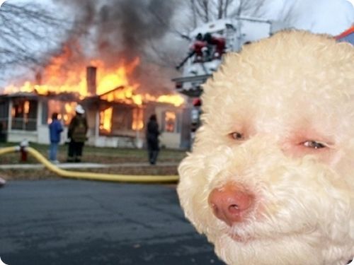stoned dog 008 Top 10 des parodies du Stoned Birthday Dog
