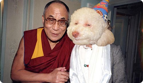 stoned dog 009 Top 10 des parodies du Stoned Birthday Dog