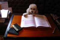 chien