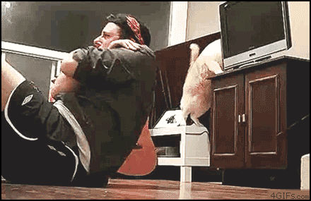workout-cat.gif