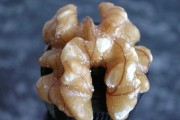 Nutty Brain