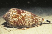 10-Cone-Snail-Cute-Animals-That-Kill