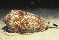 10-Cone-Snail-Cute-Animals-That-Kill