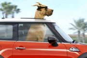 marmaduke