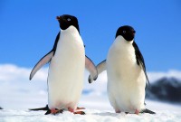 pingouin