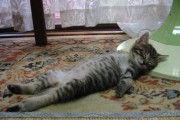 chat_endormi008