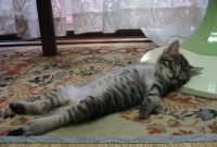 chat_endormi008