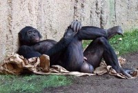 animal_relax004