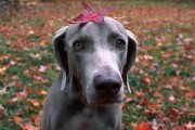 chien debile