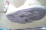 chat_dessous012