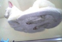 chat_dessous012