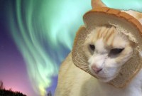 chat_lion011