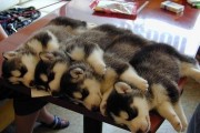 chien_dodo008