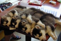 chien_dodo008