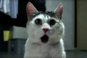 Com_Hem_Sommar_2010_Omg_Cat_stoppweb_16x9