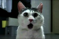Com_Hem_Sommar_2010_Omg_Cat_stoppweb_16x9