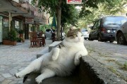 cool-cat