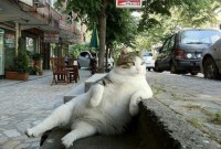 cool-cat