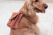 dog-bag