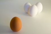 egg