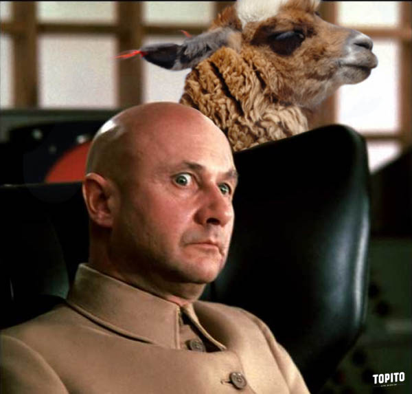 llama