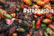 stopgachis