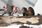 Babboons_Cinemagraph