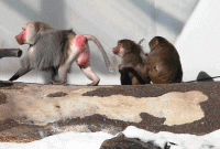 Babboons_Cinemagraph