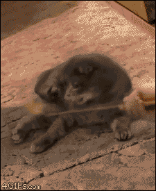 anigif_enhanced-buzz-22122-1355944229-1