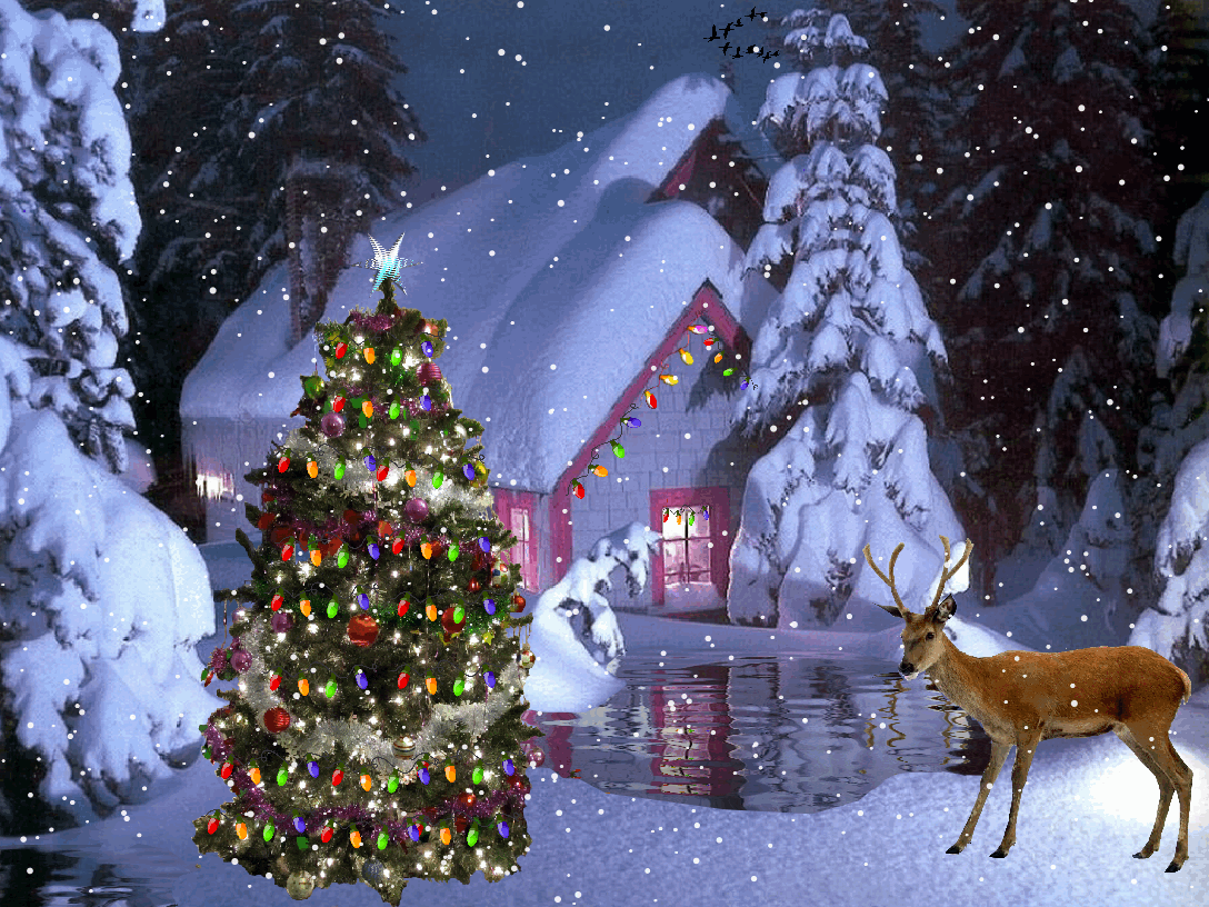 noel8