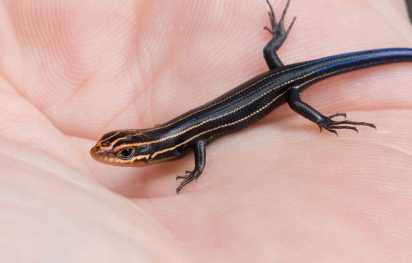 lezard