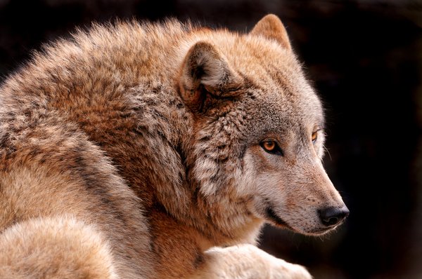 loup