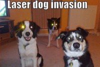 laserdog