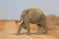 elephant-sans-cou
