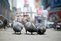 pigeons23