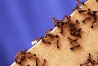 Fire_ants02