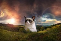 Funny-Grumpy-Cat-Images-HD-Wallpaper-1080x611