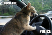 poleece